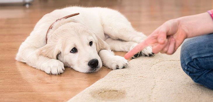 Puppy pee on carpet