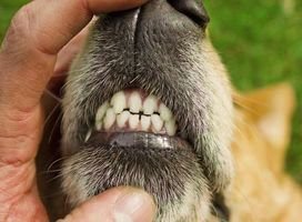dog mouth opended by hand