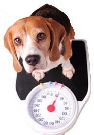 weight issues in dogs