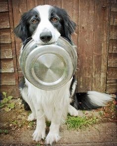 Border collie with food tray