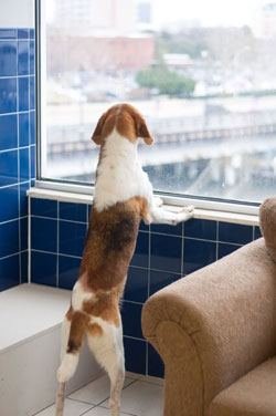 dog looking out