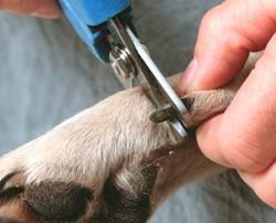 trim a dogs nail