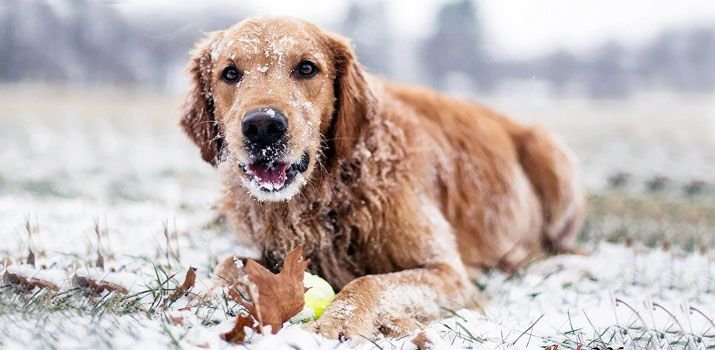 Hypothermia and frostbite in dogs