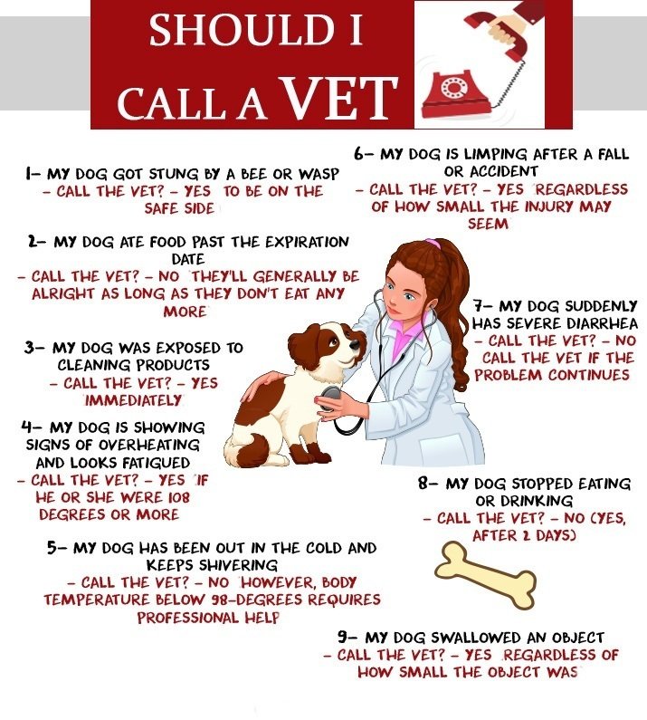 Should i call a vet infographic