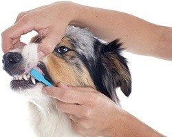 Dental issues in dogs