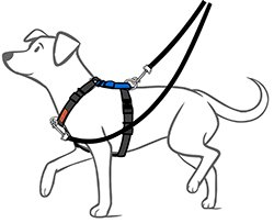 dog wearing no pull harness