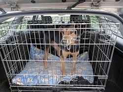 travel dog crate in car