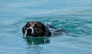 Dog overboard needs to be saved