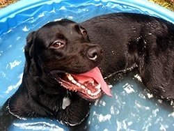 dog cooling down in a plastic pool
