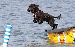  Portuguese Water Dog jumps into water