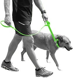 bright colored neon dog leash for better visibility on the road and outdoors
