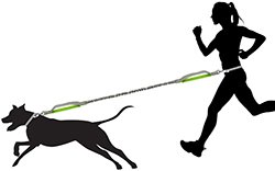 length of dog leash while running