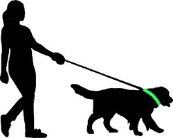 walking the dog with a glow in the dark collar around her neck