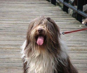 long haired bearded collie