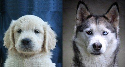 comparison between a golden retriever and a siberian husky