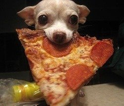dog with pizza in mouth