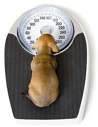 weighing a dog on a scale