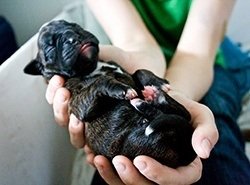 new born puppy weight at birth