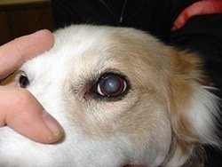 Glaucoma in dogs