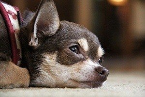 chihuahua nutrition and health