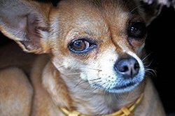 chihuahua looks as if he is disapproving foods