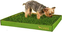 DoggieLawn Disposable Dog Potty - REAL Grass