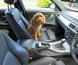 dog sitting in car waiting for seat cover to be installed