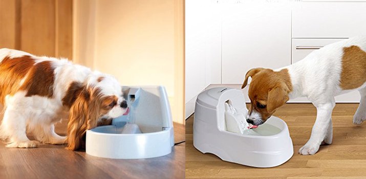dogs drinking from water dispensers
