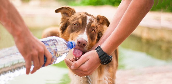 helping a dog to drink more water