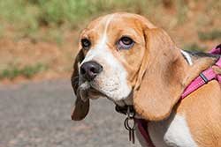 beagle with food related illness