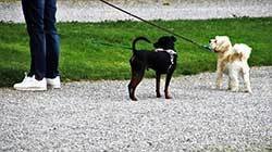 dog in heat on a leash