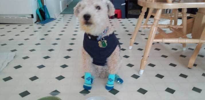 dog wearing dog socks on the kitchen floot