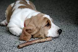 dog with a bully stick laying in front of him