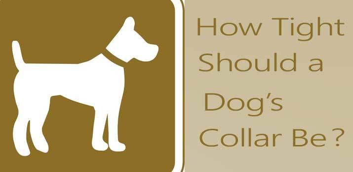 How Tight Should a Dog Collar Be to fit properly around a dogs neck