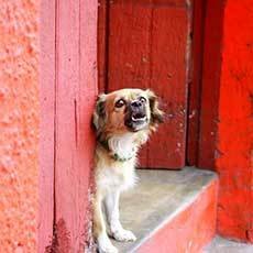 barking dog at hte house door