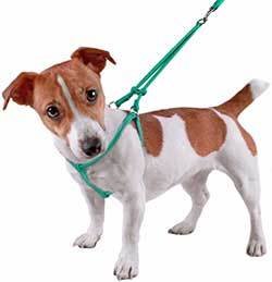 dog harness alternative if dog collar wont fit or is too tight for a dogs personality