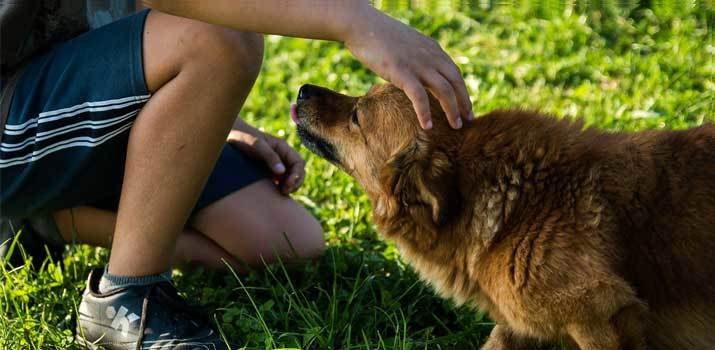 How to Dominate a Dog and Become the Alpha Leader… | Daily Dog Stuff