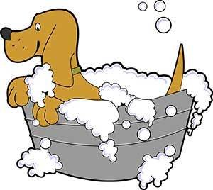 bathing a dog with flea shampoo