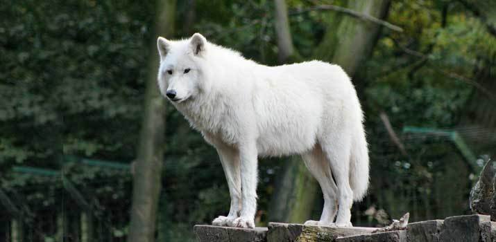 Wolf with strong simularity to dogs