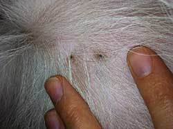 bed bug bites on a dogs skin