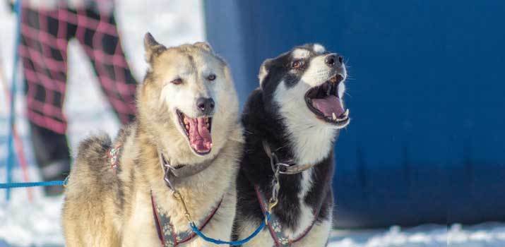 vocal howling huskies