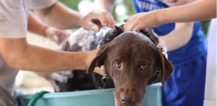 using head and shoulders on a dog in a bath tub