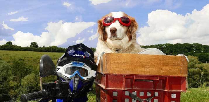 Dog with a helmet and wearing goggles on a motorcycle basket