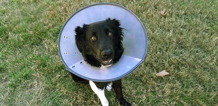 dog wearing cone after neutering