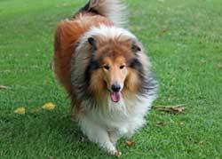 Fluffy Rough Collie