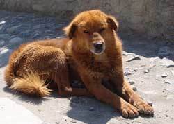 Fluffy Tibetan Mastiff