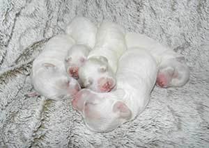 nest of newborn puppies