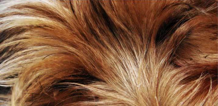 Brown orange dog fur which can be dyed