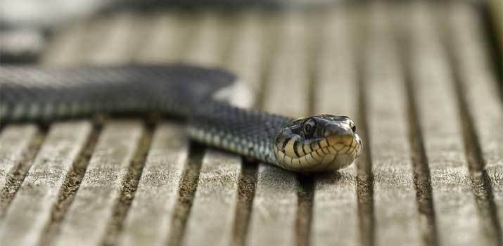 snake around the house can posibly bite a dog