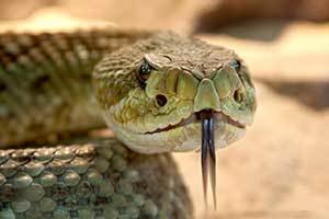 venomous snake ready to bite